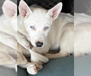 Mutt Dogs for adoption in Houston, TX, USA