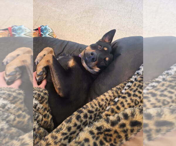 Medium Photo #11 Australian Kelpie-Rottweiler Mix Puppy For Sale in Brewster, NY, USA