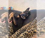 Small #10 Australian Kelpie-Rottweiler Mix