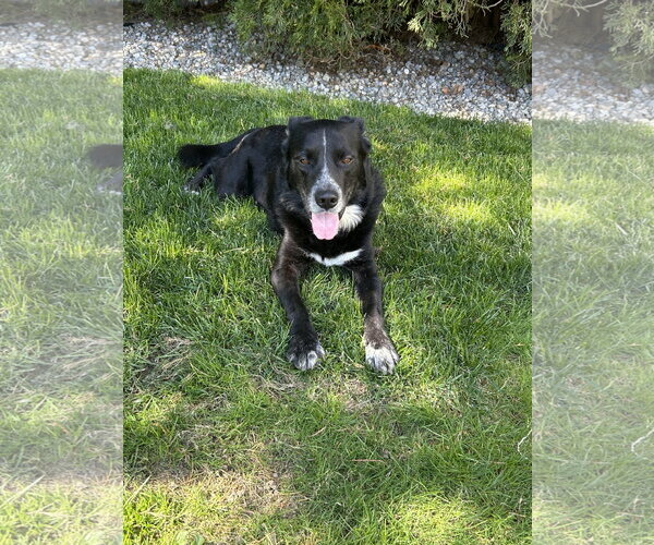Medium Photo #5 Collie-Labrador Retriever Mix Puppy For Sale in Oakhurst, NJ, USA