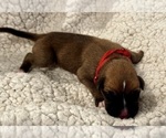 Small #1 Boxer