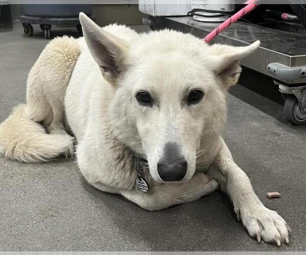 Medium Photo #1 German Shepherd Dog Puppy For Sale in Forestville, MD, USA