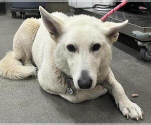German Shepherd Dog Dogs for adoption in Forestville, MD, USA