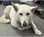 Small German Shepherd Dog