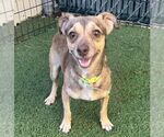 Small Chihuahua Mix