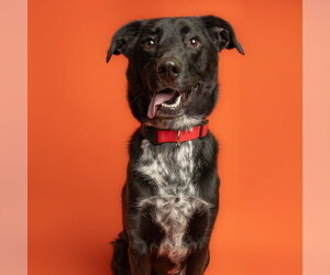 Labrador Retriever-Unknown Mix Dogs for adoption in Rowlett, TX, USA