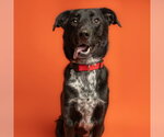 Small Labrador Retriever Mix