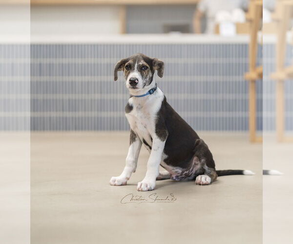 Medium Photo #5 Mutt Puppy For Sale in Marina Del Rey, CA, USA