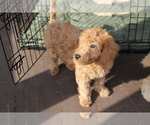 Puppy White Goldendoodle
