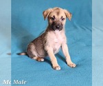 Small #6 Labrador Retriever Mix