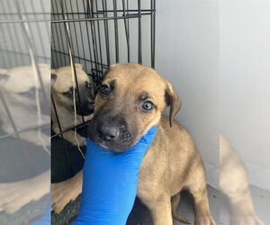 German Shepherd Dog Dogs for adoption in Stockton, CA, USA