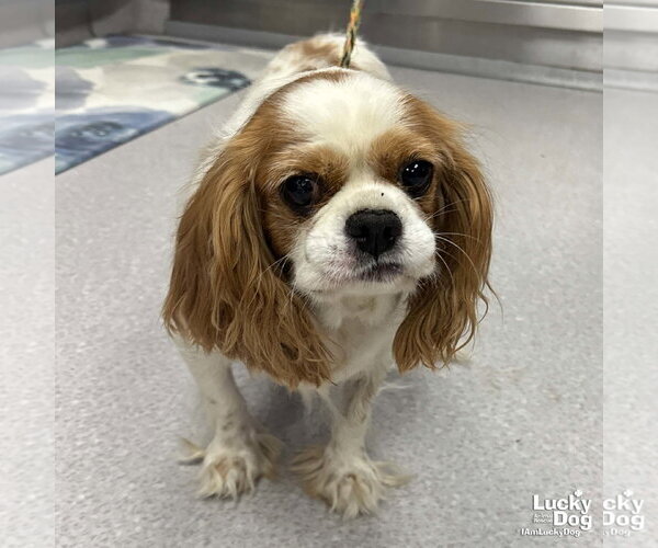 Medium Photo #1 Cavalier King Charles Spaniel-Unknown Mix Puppy For Sale in Washington, DC, USA