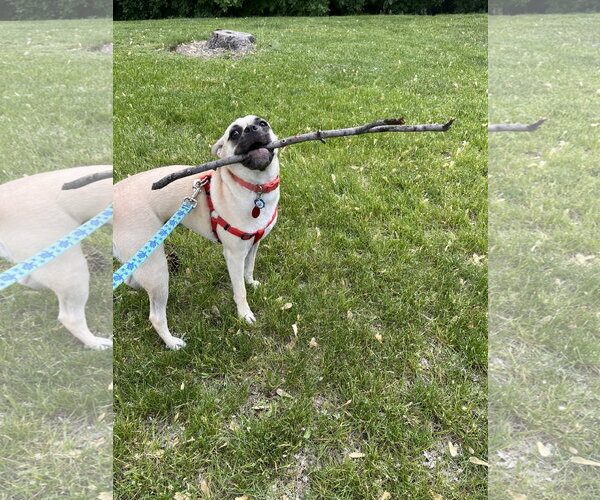 Medium Photo #4 Puggle Puppy For Sale in St. Louis Park, MN, USA
