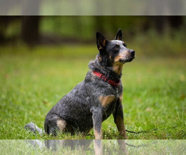 Medium Photo #3 Mutt Puppy For Sale in Garden City, NY, USA