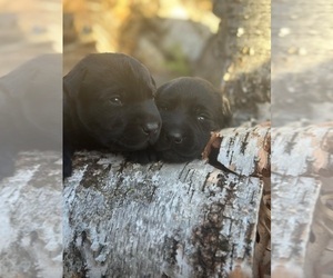 Labrador Retriever Puppy for sale in COON VALLEY, WI, USA