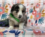 Small Photo #4 Collie-Pembroke Welsh Corgi Mix Puppy For Sale in LANCASTER, PA, USA