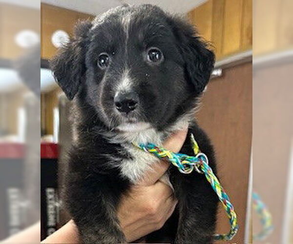 Medium Photo #1 Border Collie Puppy For Sale in Lodi, CA, USA