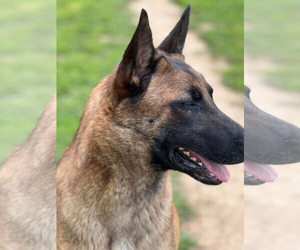 Medium Photo #14 Mutt Puppy For Sale in Stevens Point, WI, USA