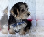 Small #6 Morkie