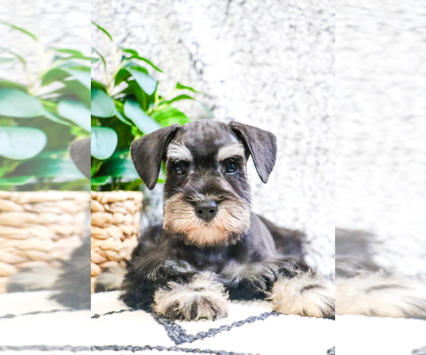 Medium Photo #1 Schnauzer (Miniature) Puppy For Sale in SYRACUSE, IN, USA