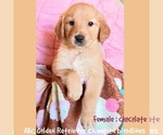 Image preview for Ad Listing. Nickname: Chocolate
