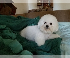 Mother of the Bichon Frise puppies born on 03/20/2019