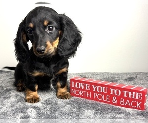 Dachshund Puppy for Sale in INDIANAPOLIS, Indiana USA