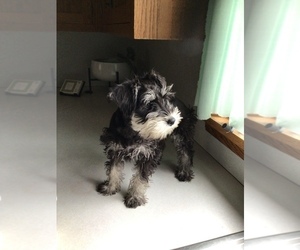Schnauzer (Miniature) Puppy for sale in MIDDLEFIELD, OH, USA