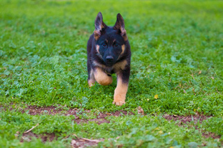 German Shepherd Dog Puppy for sale in CLEMENTS, CA, USA