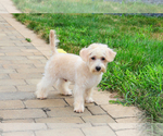 Small #12 Poodle (Toy)-West Highland White Terrier Mix
