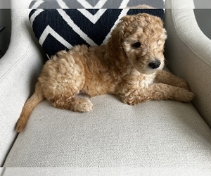 Goldendoodle Puppy for sale in GROVETOWN, GA, USA