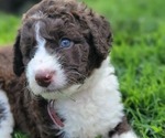 Puppy Puppy 3 Bernedoodle