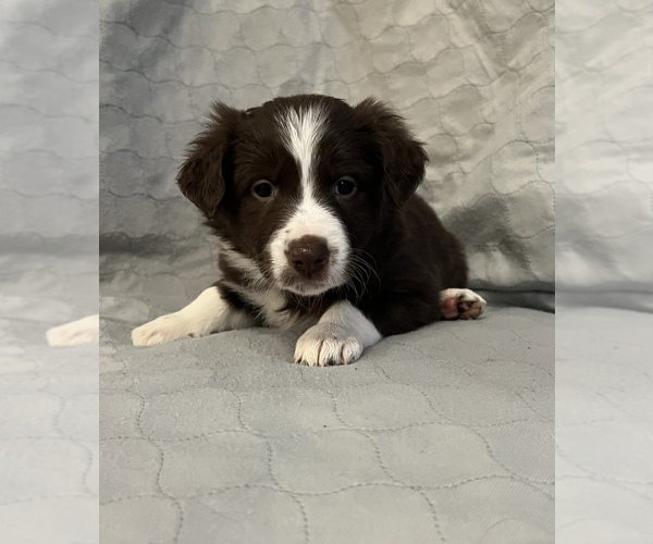 Medium Photo #3 Border Collie Puppy For Sale in BERRIEN SPRINGS, MI, USA