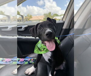 Labrador Retriever-Unknown Mix Dogs for adoption in Royal Palm Beach, FL, USA