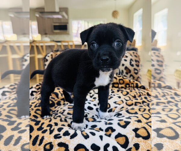 Medium Photo #2 Chihuahua-Unknown Mix Puppy For Sale in Marina Del Rey, CA, USA