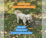 Small #7 Poodle (Miniature) Mix