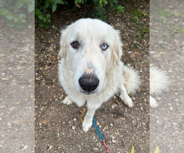 Medium Photo #3 Great Pyrenees Puppy For Sale in Spring, TX, USA