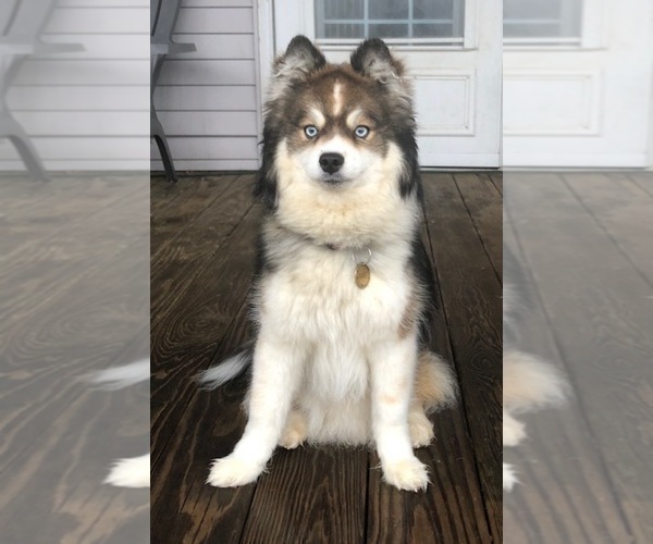 Medium Photo #1 Pomsky Puppy For Sale in SAVOY, MA, USA