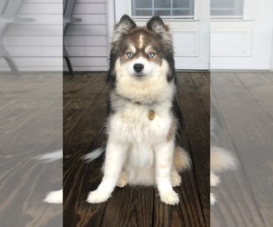 Father of the Pomsky puppies born on 05/31/2026