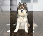 Small Photo #1 Pomsky Puppy For Sale in SAVOY, MA, USA