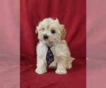 Small Photo #6 Maltipoo Puppy For Sale in PARADISE, PA, USA