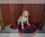 Small Photo #2 Goldendoodle Puppy For Sale in RITTMAN, OH, USA