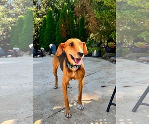Beagle-Unknown Mix Dogs for adoption in Germantown, OH, USA