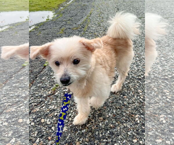 Medium Photo #3 Maltese-Unknown Mix Puppy For Sale in Corona, CA, USA