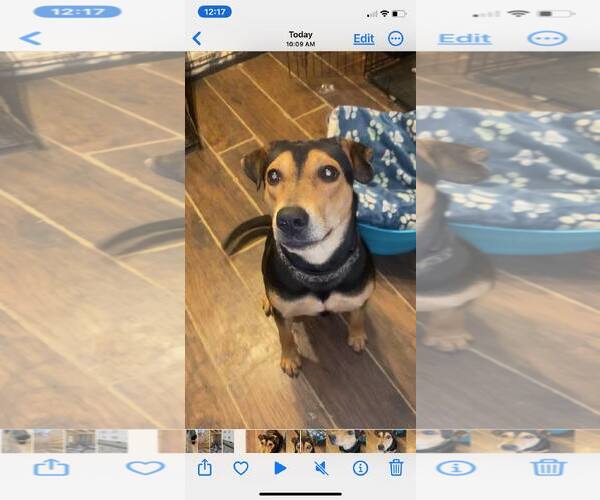 Medium Photo #5 Mutt Puppy For Sale in Holly Springs, NC, USA