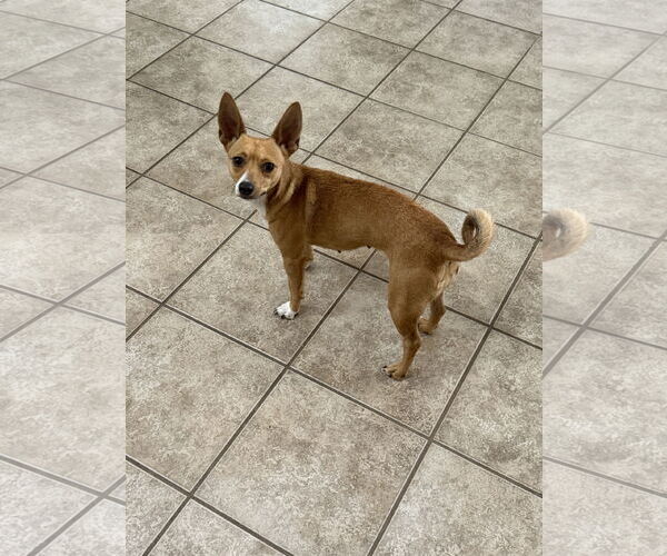 Medium Photo #3 Chihuahua Puppy For Sale in Slidell, LA, USA