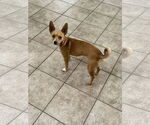 Small #2 Chihuahua
