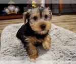 Small Photo #11 Yorkshire Terrier Puppy For Sale in LOS ANGELES, CA, USA