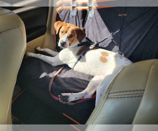 Medium Photo #4 Beagle-Unknown Mix Puppy For Sale in McDonough, GA, USA