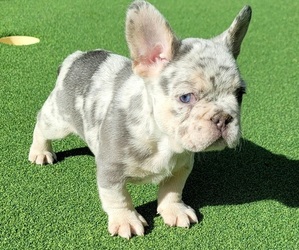 French Bulldog Puppy for sale in LAS VEGAS, NV, USA